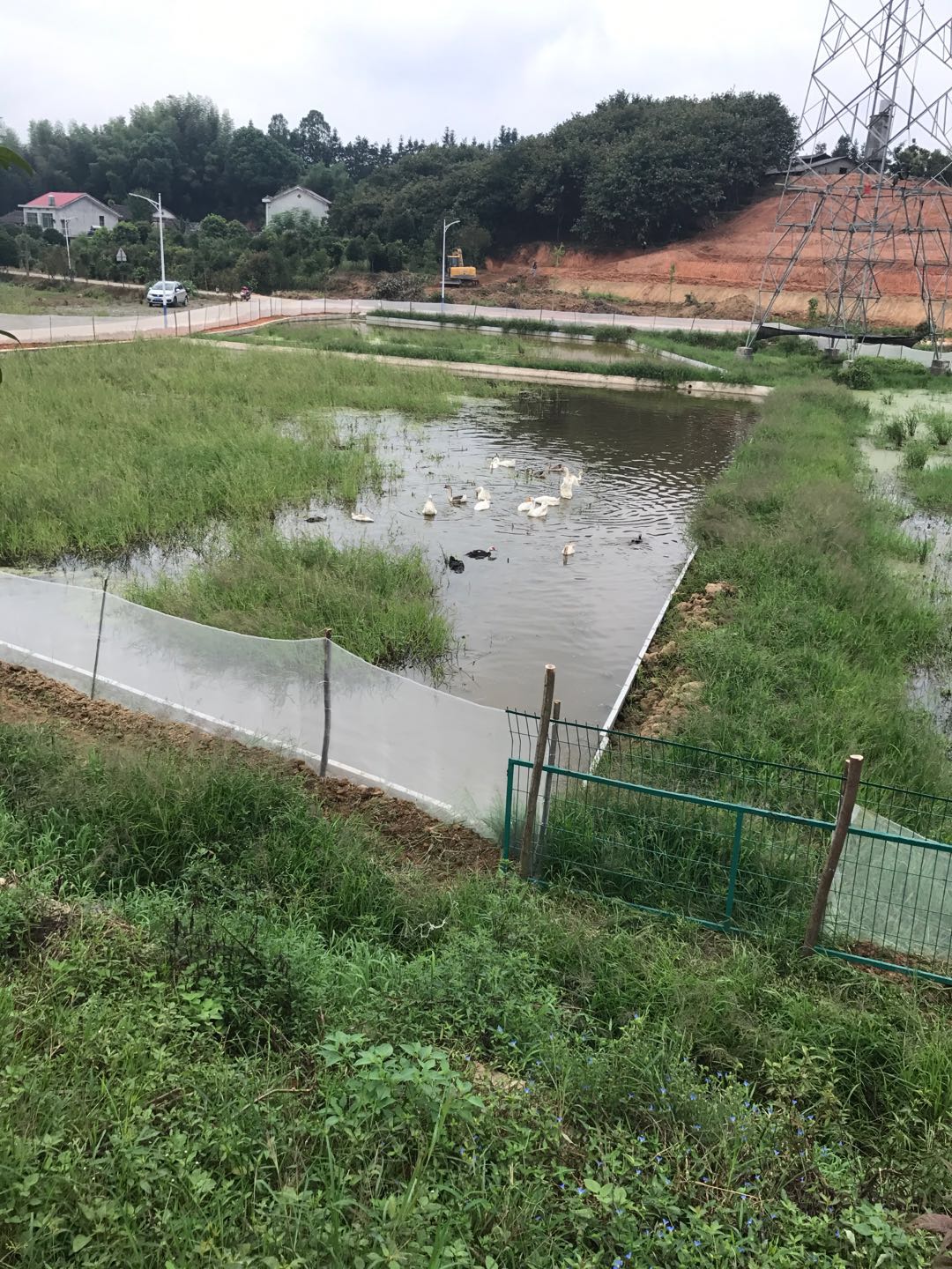 鸭鹅养殖场及荷花池