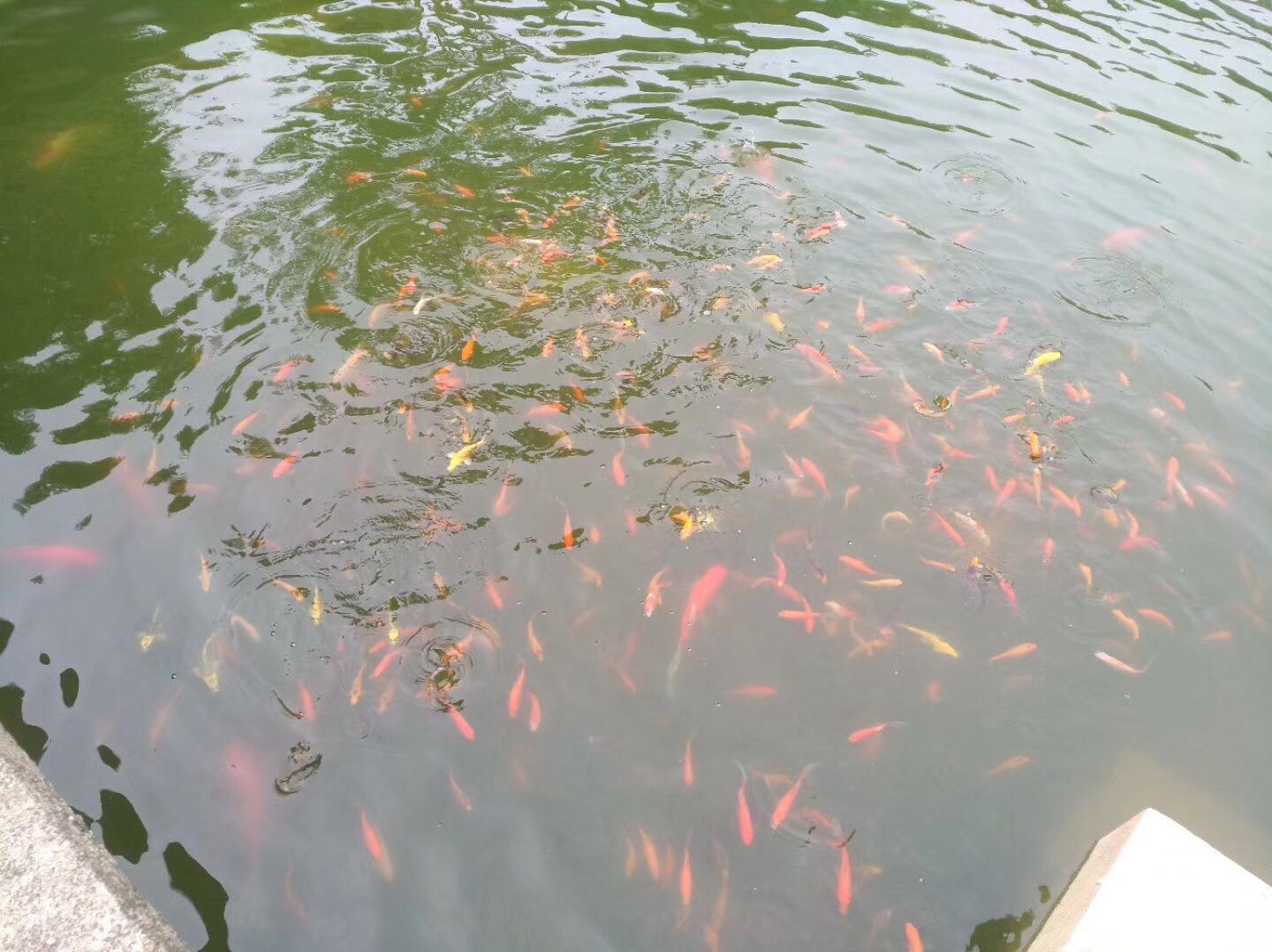 观赏鱼池