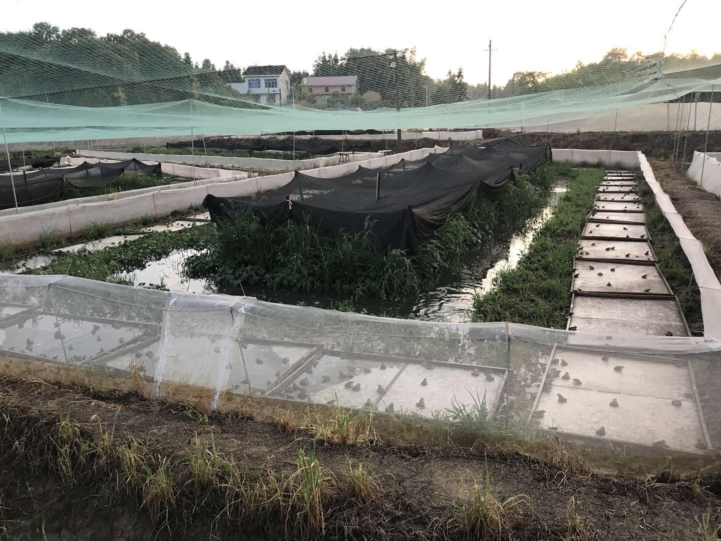 青蛙龙虾养殖基地